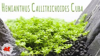 Hemianthus Callitrichoides Cuba 🌿 - Plante gazonnante