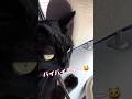 まるで園児⁉️可愛いお返事で #しゃべる猫