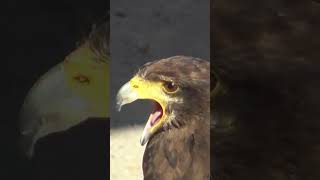 🦅 Écoutez le cri impressionnant de la BUSE