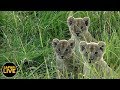 safariLIVE - Sunrise Safari - January 30, 2019