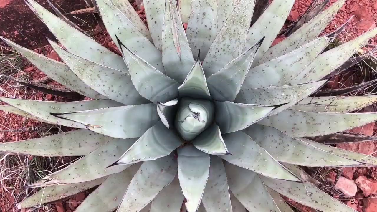 Southwest Desert in Bloom