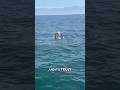 Most Convincing Mermaid Footage Ever Caught On Camera