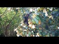 Mantled Howler Monkey - Camera Trap Video - Guanacaste, Costa Rica