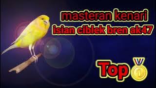 🔴Masteran kenari bren panjang ak47(TOP🥇)