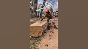 milling huge maple  slab with Alaskan chainsaw mill