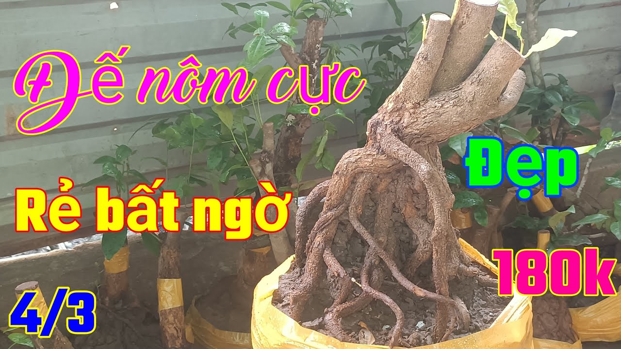 Tứ quý bình dân đế nôm đẹp dành cho ACE đam mê giá rẻ ngày: 4/3_ đt: 0938700985 Chú Ba SG 