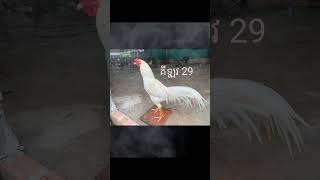 មាន់ជល់ស្រុកខ្មែរ