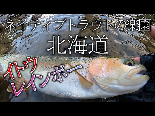 イトウ】【ニジマス】やはり北海道はネイティブトラウトの楽園でした