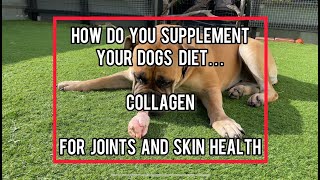 DOG FOOD!  Why Do Dogs Need Collagen? #bigdog  #rawdogfood #doglife  #dogbreeds  #bigdog by Pawfextion 30 views 2 months ago 2 minutes, 21 seconds