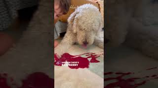 Looking For A Green Checkered Rug? | Washable Rug