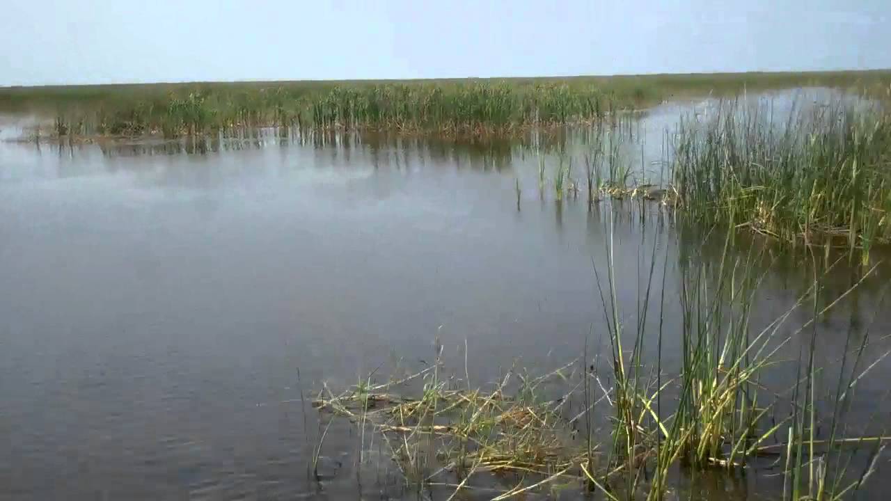 north side of tree house, Lake Okeechobee YouTube