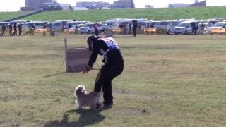 2016 JKC 秋季訓練競技大会 ろく CD2
