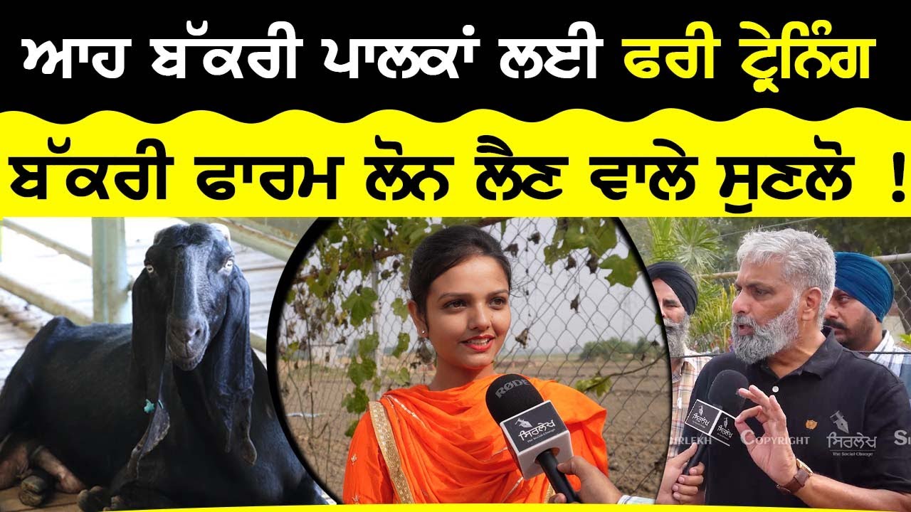 Goat Farm Training  Bakri Farm Training - ਆਹ ਬੱਕਰੀ ਪਾਲਕਾਂ ਲਈ ਫਰੀ ਟ੍ਰੇਨਿੰਗ  ! Kang Goat Farm Patiala