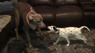 11 Week Old Dalmatian Puppy vs. 100 Pound Weimaraner by Munchito696 6,093 views 7 years ago 1 minute, 58 seconds