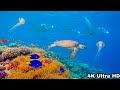 Deep Ocean Sleep Sounds — Relaxing Underwater Ambience for Deep Sleep & Stress Relief
