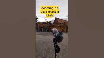 Zooming on love triangle birds through spotting scope #ZoomingSeries #zoomtest