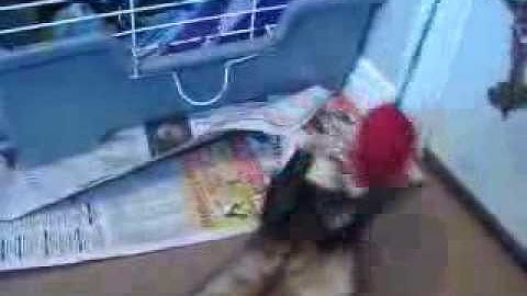 Jojo the ferret in "feelin frisky"
