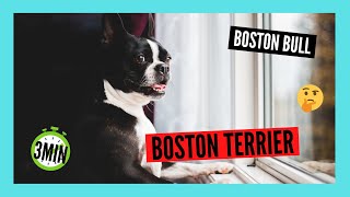 BOSTON TERRIER en 3 minutos |