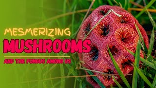 Mesmerizing Mushrooms and the Fungus Among us