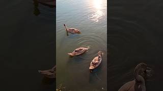 Swan 🦢 and six cygnets are having lunch together / Лебедь 🦢 и шесть лебедят вместе обедают *2 #swans