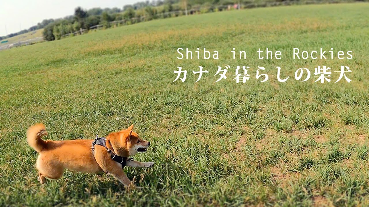 Natural Monuments 柴犬 SP0003 INVASION 希少 mqdefault.jpg