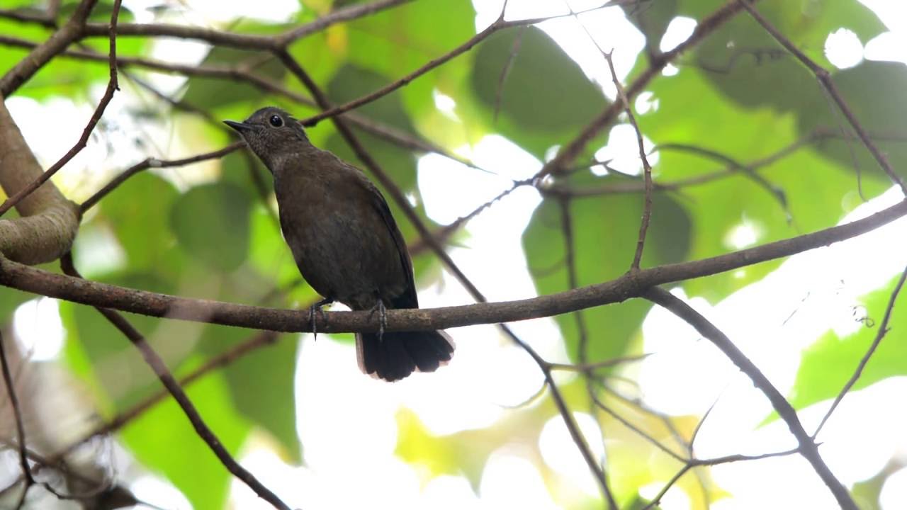 White Tailed Blue Robin Myiomela Leucura Youtube