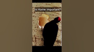 A Bird House | Woodpecker Building home | Woodpecker video