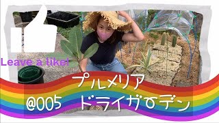 ドライガーデン#005【プルメリア】