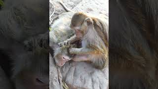#monkey #animals #babymonkey #cute #funny #nature #wildlife #baby