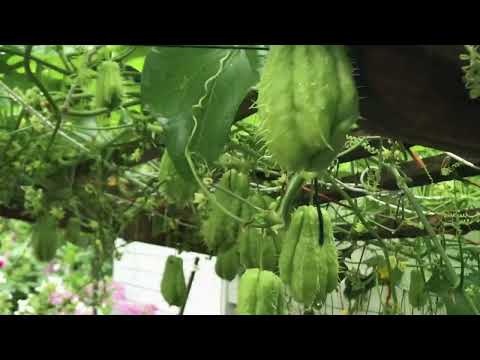 Video: Tsis Muaj Paj Rau Chayote - Yog vim li cas Chayote yuav tsis Bloom