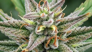 Breeding the Perfect BUZZ:🏆 Purple Lemon Drop Haze Project #canabis #canabisbreeding #organic 
