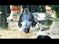 はじけるハオコ　上野動物園　ニシゴリラ