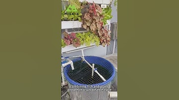 🐟🌱 Hydroponic Aquaponics: Combining Fish and Plants for Sustainable Farming! 💧