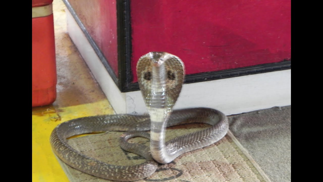 Snakes of Tamilnadu YouTube