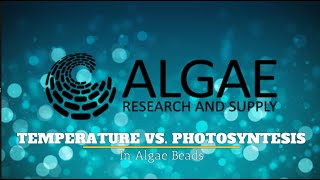 Temperature vs Photosynthesis in Algae Beads