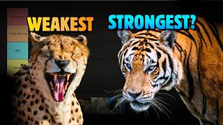 Every Big Cat Ranked Weakest To Strongest Net Worth