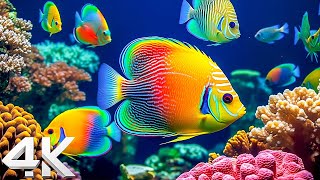 The Best 4K (ULTRA HD) Aquarium 🐠  Tropical Fish, Coral Reef, Jellyfish - Relaxing Sleep Music