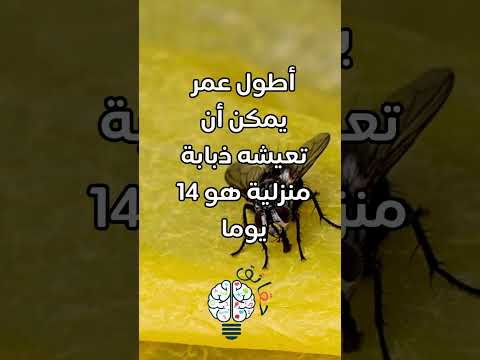 سر طول عمر الذبابة المنزلية حقائق مدهشة عن حياة الحشرات