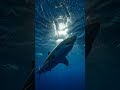 Explore Under the water with some chill sounds #chillout #wildlife #animals