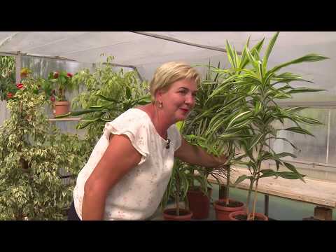 Video: Fate despre plante native - informații și sfaturi pentru utilizarea plantelor native în grădini