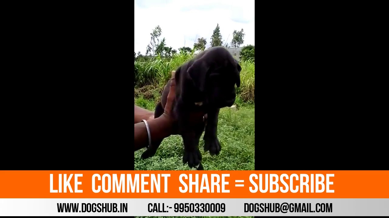 Black Great Dane Puppy Sale male female any time available Dogshub puppy paradise