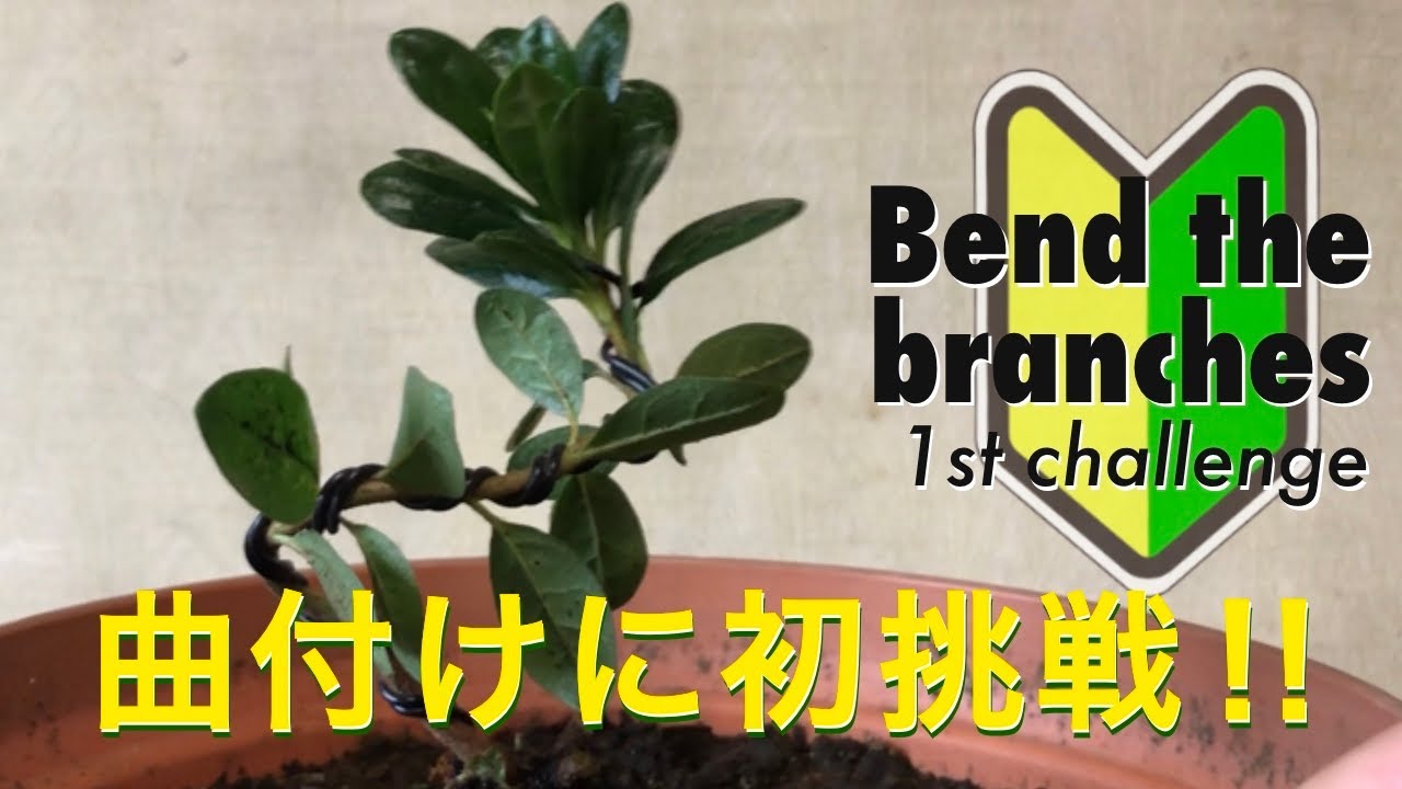 曲付け】針金掛けに初挑戦！／ 【Bend the branches】1st challenge to