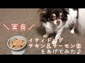 【犬のウェットフード紹介】イティドッグ缶／犬ごはん／食べる音／咀嚼音【チワワのチロ】iti dog