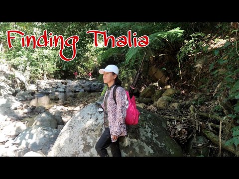 Video: Thalia, Spectacular In Nature