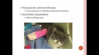 Fighting Fungus: How to Build a Treatment Program for Cats with Ringworm - conference recording