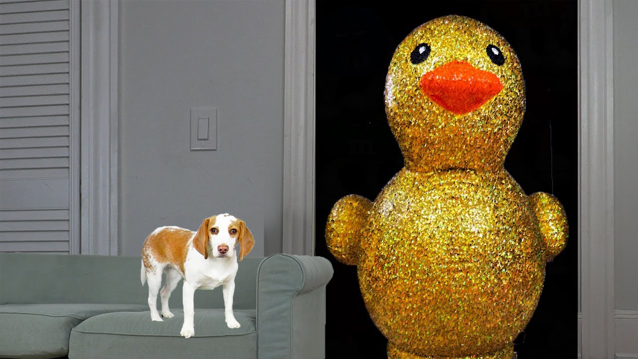 Puppy Surprised with Giant Golden Rubber Duck! Cute Puppy Dog Indie Gets Epic Rubber Ducky Surprise