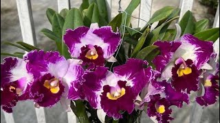 Em sale ít hàng nụ hoa to thơm zl 0989214119#hoalannhuy#hoalan#cattleya