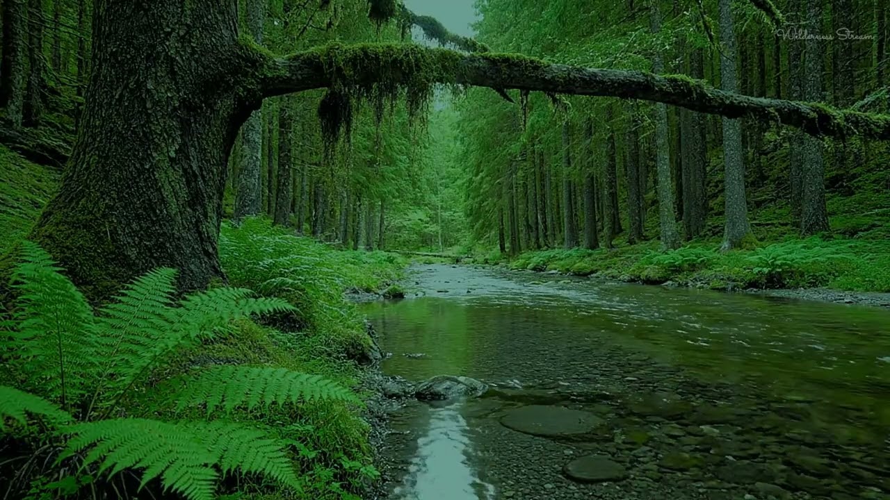 Crystal Clear Forest Stream & Soft Birds Sounds for Deep Sleep, Stress Relief & Study Focus