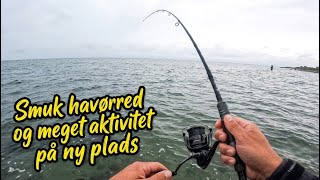 Havørredfiskeri - Smuk og tyk havørred, samt masser af aktivitet på ny plads Herlev Fisk Og Vildt