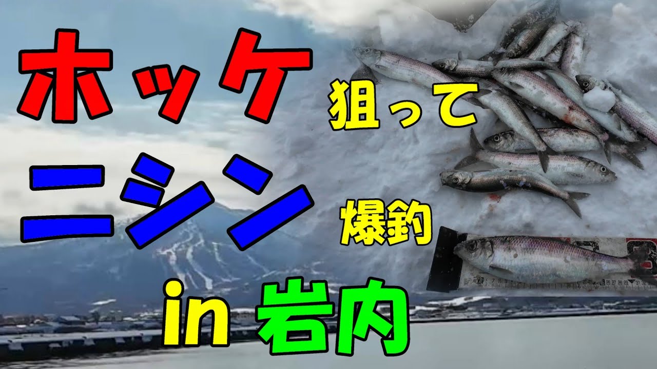 ホッケ狙ってニシン爆釣　in岩内